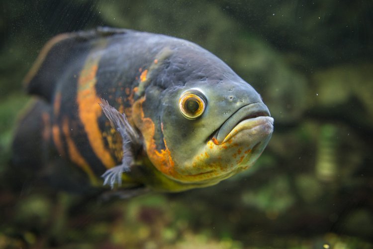 beginner freshwater fish